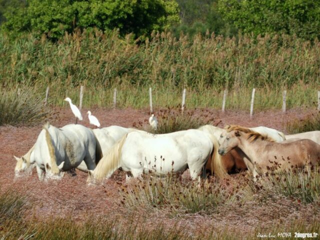 Chevaux Marais Vigueirat ©J-Luc Moya 2 degrés
