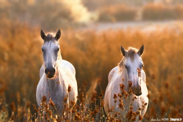 Chevaux matin Marais du Vigueirat ©J-Luc Moya 2 degré