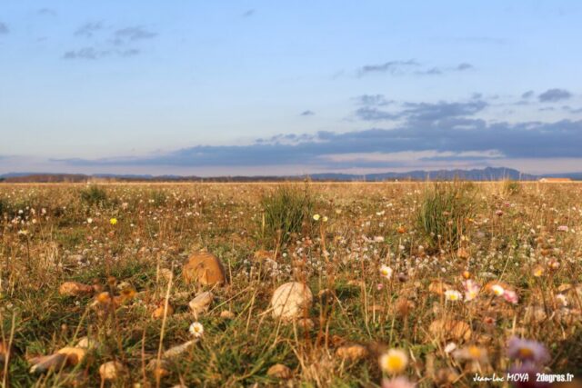 Crau Peau de Meau (9) ©J-Luc Moya 2 Degrés