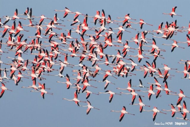 Flamants_roses_(86)_©J-Luc_Moya_2_Degrés_Communication