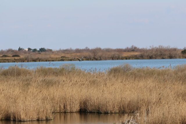 Roselière Camargue