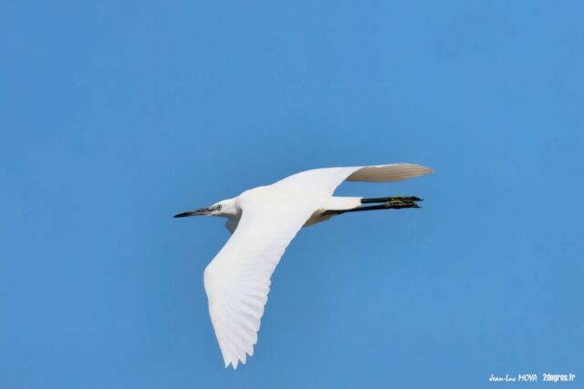 Aigrette garzette (37) ©J-Luc Moya • 2° Communication