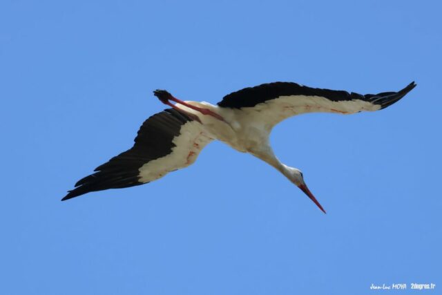Cigogne (44) ©Jean-Luc Moya • 2° Communication