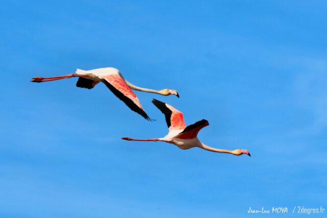 Flamants_roses_©_J-Luc_Moya_2_degres