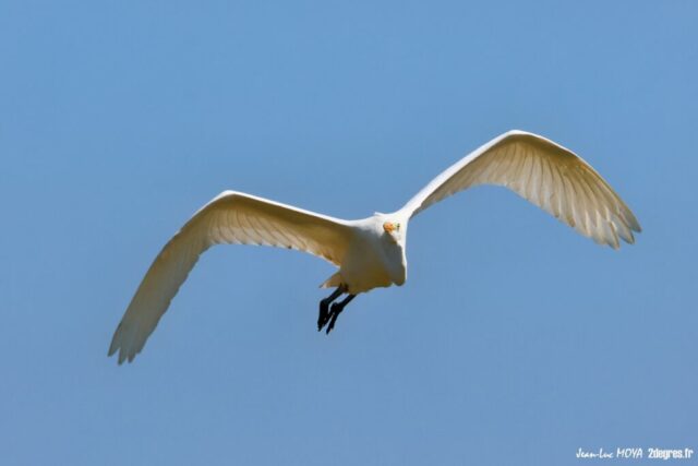 Grande aigrette 36 © J-Luc Moya • 2° Communication